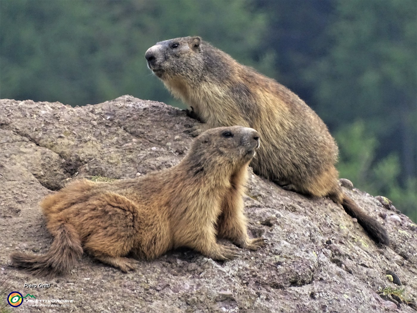 94 Marmotte in comoda sentinella su grossi massi.JPG